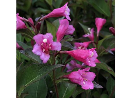 Weigela florida 'Minuet'  Vajgelie květnatá 'Minuet'