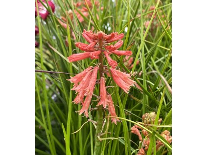 Kniphofia uvaria 'Poco Orange'  Kleopatří jehla 'Poco Orange'