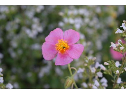 Helianthemum numm. 'Lawrenson's Pink'  Devaterník 'Lawrenson's Pink'