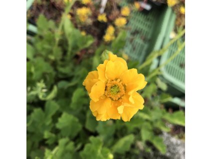 Geum chil. 'Lady Stratheden (Goldball)'  Kuklík čínský 'Lady Stratheden (Goldball)'