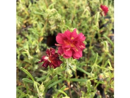 Helianthemum numm. 'Cerise Queen'  Devaterník 'Cerise Queen'