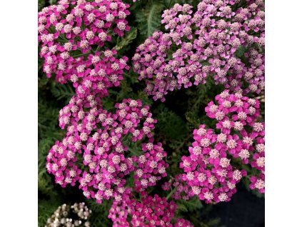 Achillea mill. 'Milly Rock™ Rose'  Řebříček obecný 'Milly Rock™ Rose'