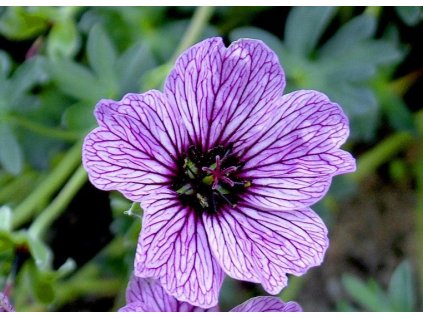 Geranium cinereum 'Ballerina'  Kakost sivý 'Ballerina'