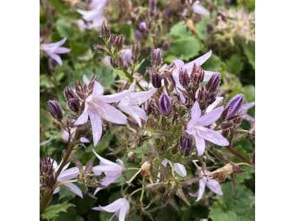 Campanula pos. 'Lisduggan'  Zvonek  'Lisduggan'