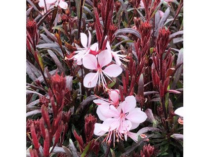 Gaura lindh. 'Gaudi® Pink'  Svíčkovec  'Gaudi® Pink'