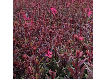 Gaura lindh. 'Gaudi® Red'  Svíčkovec  'Gaudi® Red'