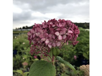 Hydrangea arborescens 'Annabelle'  Hortenzie 'Annabelle'