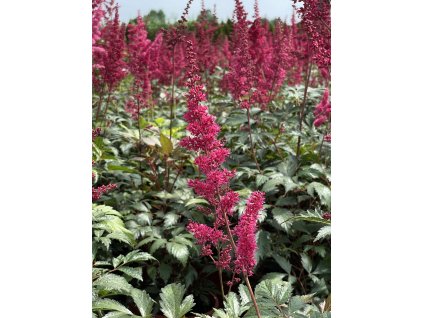 Astilbe x arendsii 'Fanal'  Čechrava arendsova 'Fanal'