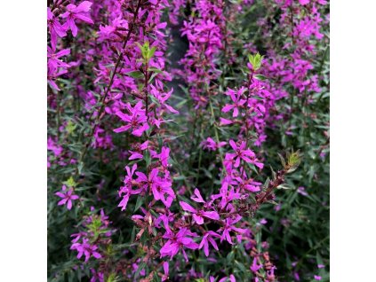 Lythrum virgatum 'Dropmore Purple'  Kyprej  'Dropmore Purple'