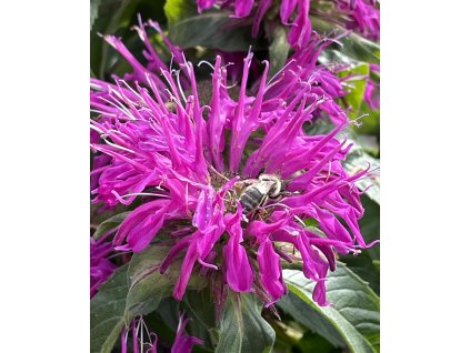 Monarda didyma 'Balmy Lilac'  Zavinutka 'Balmy Lilac'