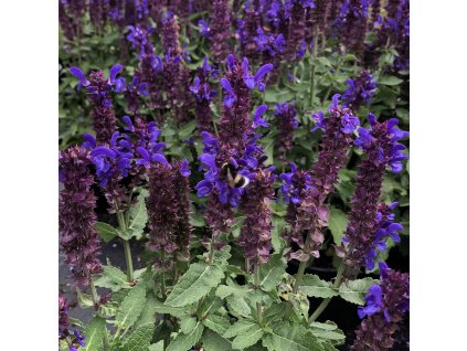 Salvia nem. 'Blue Marvel'  Salvia nem. 'Blue Marvel'