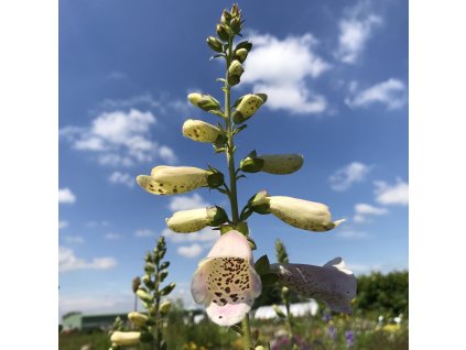 Digitalis purp. 'Virtuoso™ Lavender'  Náprstník červený 'Virtuoso™ Lavender'