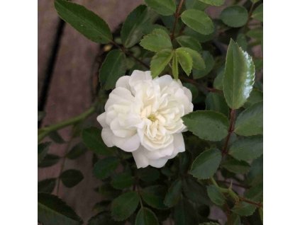 Rosa 'White Fairy'  Růže  'White Fairy' bílá drobnokvětá