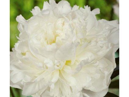 Paeonia lactiflora 'Duchesse de Nemours'  Pivoňka čínská 'Duchesse de Nemours'