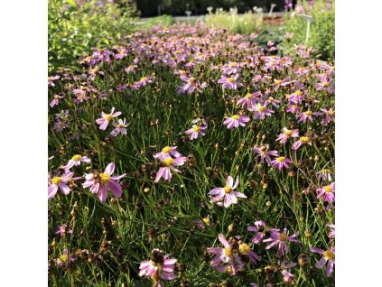 Coreopsis rosea 'American Dream'  Krásnoočko růžové 'American Dream'