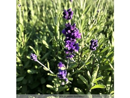 Lavandula ang. 'Blue Scent® Early'  Levandule 'Blue Scent® Early'