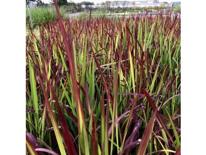 Imperata cylindrica 'Red Baron'  Lalang válcovitý 'Red Baron'