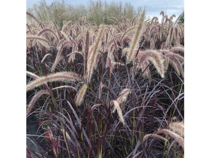 Pennisetum advena 'Rubrum'  Vousatec 'Rubrum'