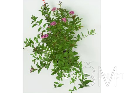 Spiraea bumalda 'Atrorosea'  Tavolník 'Atrorosea'