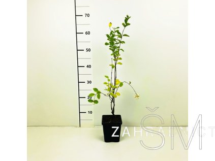 Symphoricarpos albus  Pámelník bílý