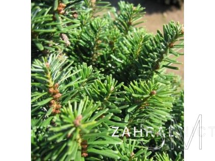 Abies alba 'Pyramidalis' Jedle bělokorá 'Pyramidalis'