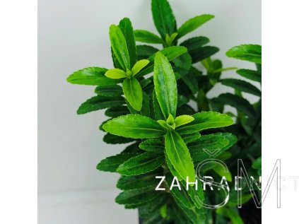 Euonymus jap. 'Microphyllus Luteus'  Brslen japonský 'Microphyllus Luteus'