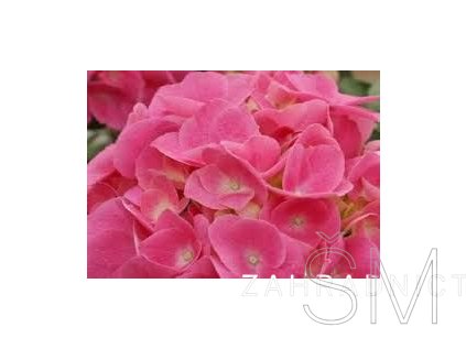 Hydrangea macr. 'Rosita'  Hortenzie velkokvětá  'Rosita'