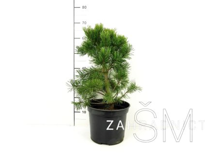 Pinus sylvestris 'Pygmaea'  Borovice lesní 'Pygmaea'