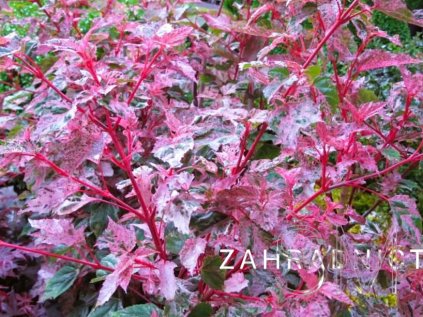 Acer conspicuum 'Red Flamingo' Javor výrazný