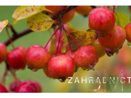 Malus 'Evereste®'  Jabloň okr.