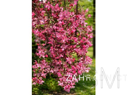 Malus 'Royal Beauty'  jabloň okrasná