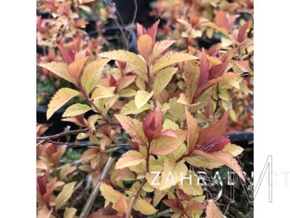 Spiraea japonica 'Firelight' Tavolník 'Firelight'