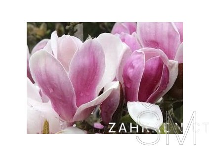 Magnolia soul. 'Satisfaction' Šácholan