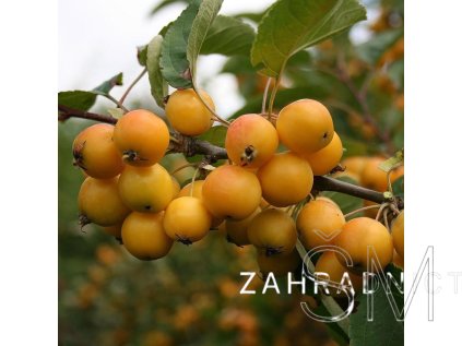 Malus 'Winter Gold'  Jabloň okr. Winter Gold'