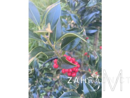 Ilex meserveae 'Heckenfee®'  Cesmína 'Heckenfee®'