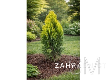 Thuja occ. 'Golden Smaragd®'  Zerav západní  'Golden Smaragd®'