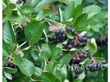 Aronia melanocarpa 'Viking' Temnoplodec černoplodý