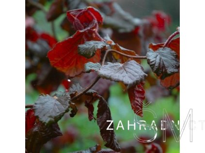 Corylus avel. 'Red Majestic®'  líska obecná  'Red Majestic®'