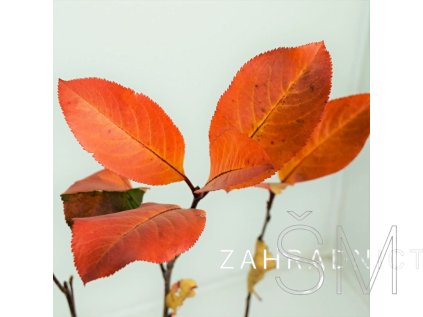 Aronia melanocarpa 'Hugin' Temnoplodec černoplodý 'Hugin'