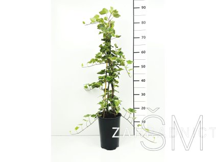 Hedera helix - v sortách  Břečťan