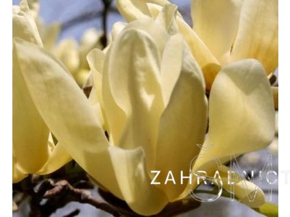 Magnolia 'Yellow Lanthern'  Šácholán