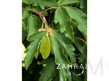 Acer griseum  Javor šedý