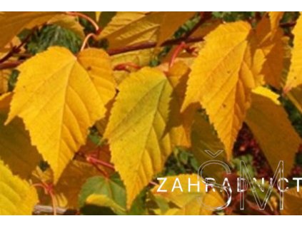 Acer tataricum 'Merlot Magic' Javor tatarský