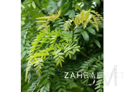 Gleditsia triac. 'Skyline' Gleditsia triac. 'Skyline'
