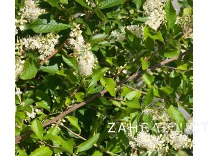 Clethra alnifolia 'Vanilla Spice®'  jochovec olšolistý