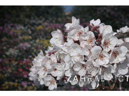 Prunus 'Trailblazer'  slivoň