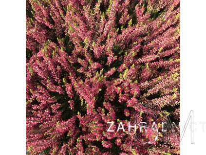 Calluna vulgaris- v kultivarech  Vřes