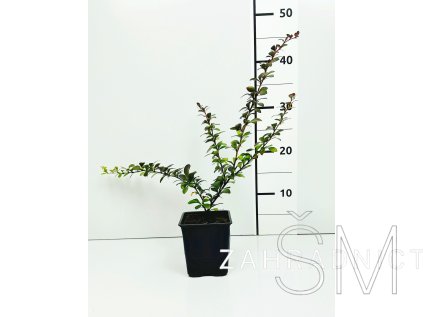 Berberis thunbergii 'červený'  Dřišťál thunbergův  'červený'