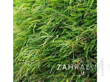 Fagus sylvatica 'Mercedes'  buk lesní  'Mercedes'