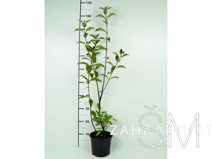 Viburnum farreri  Kalina vonná